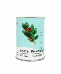 Microgarden-Picea Abies