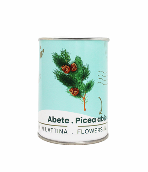 Microgarden-Picea Abies 494x573