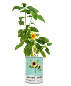 Microgardens-Sprouted Sunflower