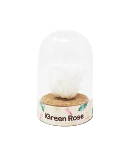 iGreenRose-White